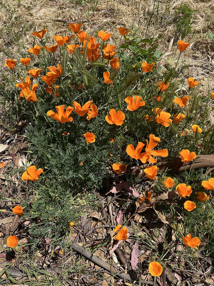 Orange desert flowers near San Luis Obispo, California